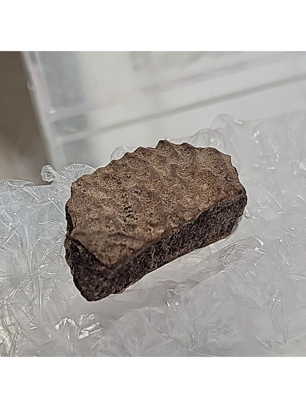 Fossilized Crocodile Piece With Plastic Case